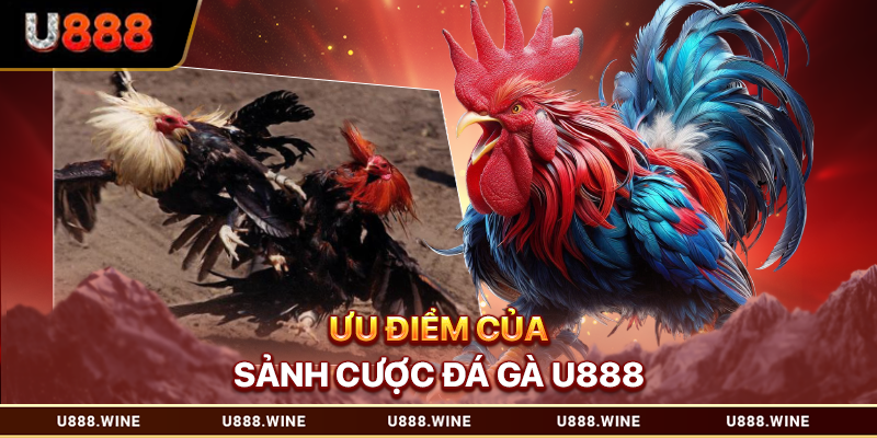 Đá gà U888 Trực Tuyến Uy Tín - Sân Chơi Thượng Hạng Ưu điểm của sảnh cược đá gà U888